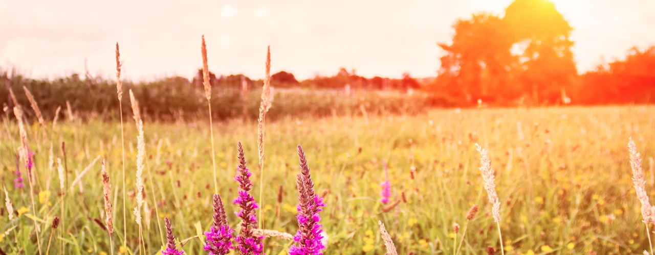 Sunset view of flowery field