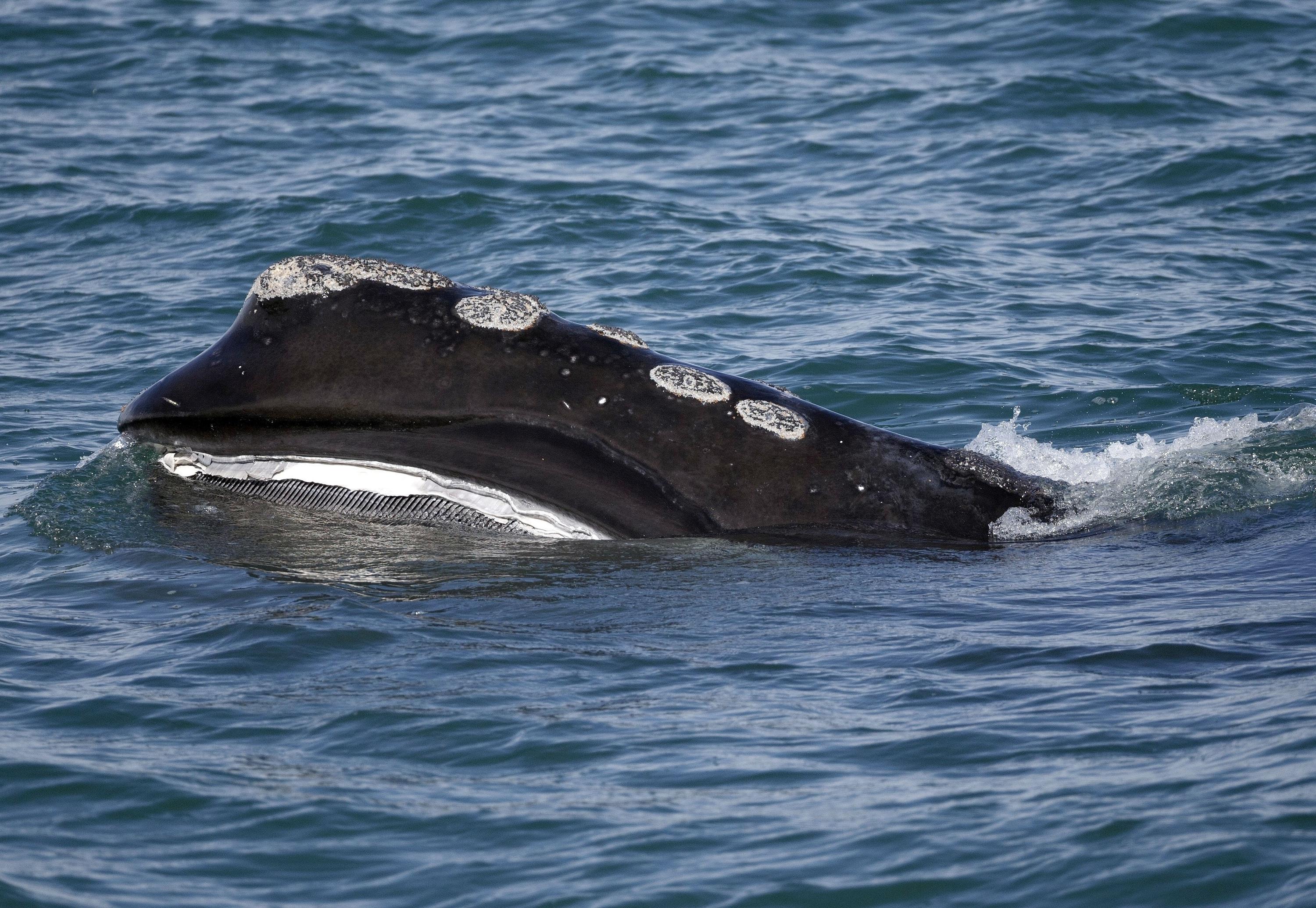 US lobster fisheries anxious over upcoming whale protections 1 US lobster fisheries anxious over upcoming whale protections