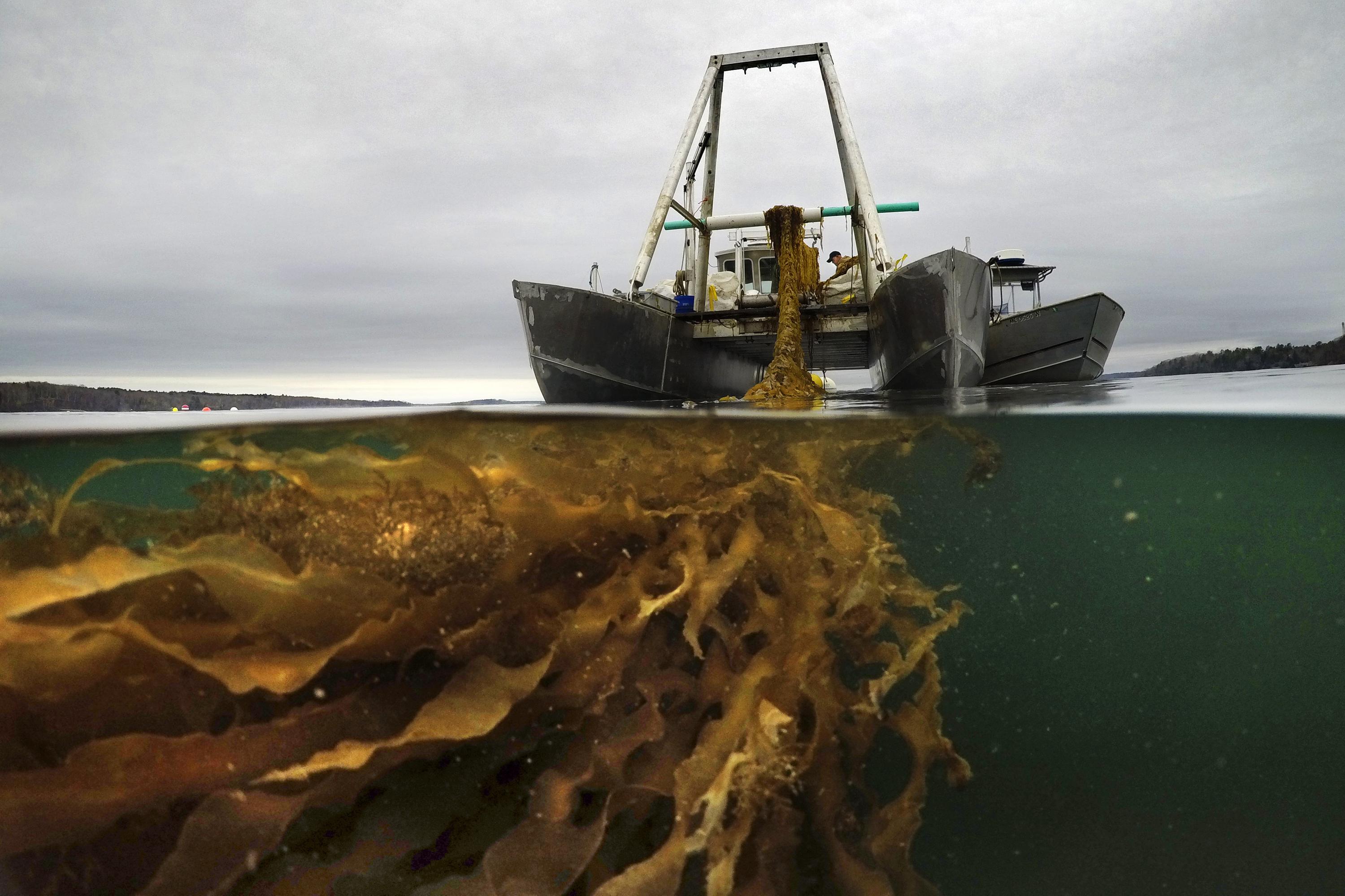 Maine seaweed growers to break state records this spring 1 Maine seaweed growers to break state records this spring