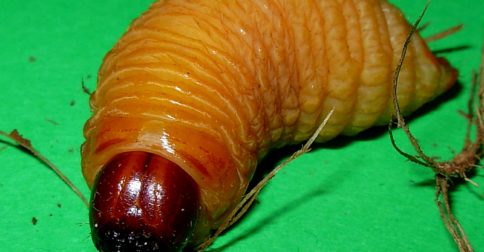 coconut worm