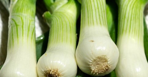 scallion bulbs
