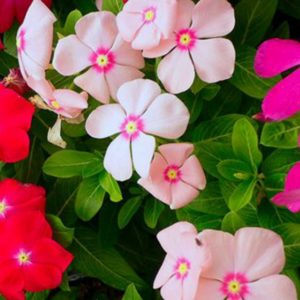 Catharanthus Roseus Flower Seeds