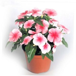 Catharanthus Roseus Pink Flower Seeds