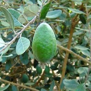 Feijoa sellowiana Seeds