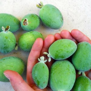 Pineapple Guava