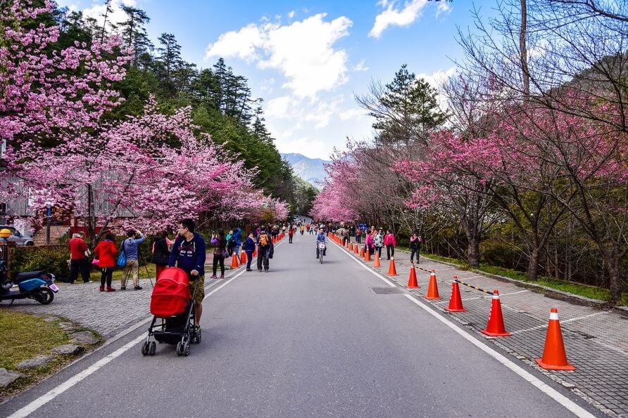 茶莊附近的櫻花沿道路二旁盛開中