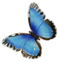 Bovano - B1 - Single Blue Morpho Butterfly