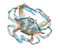 Bovano - W189B - Blue Crab