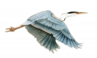 Bovano - W303 - Great Blue Heron in Flight (Small)