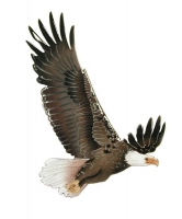Bovano - W839 - Bald Eagle in Flight
