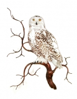 Bovano - W8092 - Snowy Owl on Tree Branch