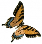 Bovano - B2 - Single Tiger Swallowtail Butterfly