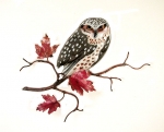 Bovano - W8093 - Barn Owl on Maple Leaf Branch