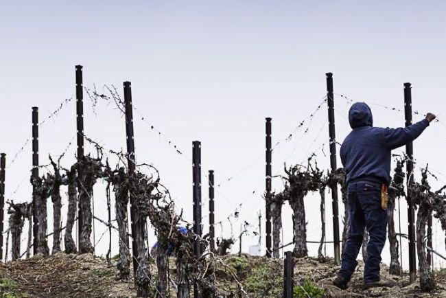 Hand pruning the Cass Winery vineyard in winter with dormant vines