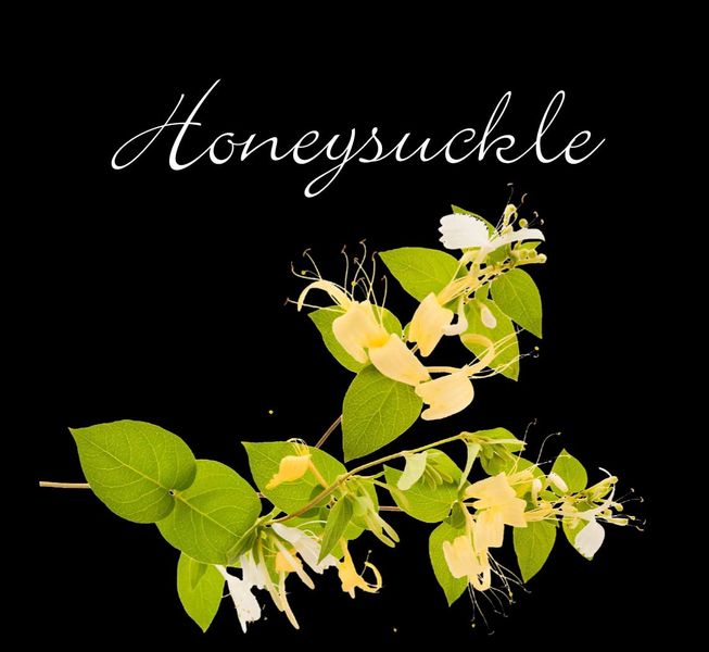 Honeysuckle