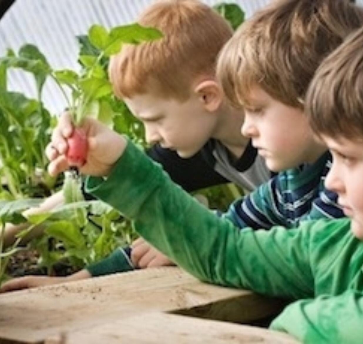 Harvest Day—A Veggie Experience