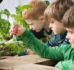 Harvest Day—A Veggie Experience