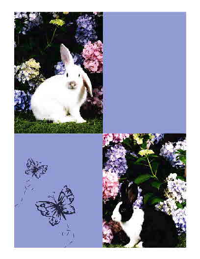 Bunnies and Butterflies