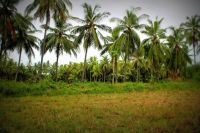 COCONUT TREES