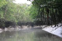 SUNDARBAN