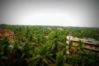 TOP VIEW COCONUT TREES