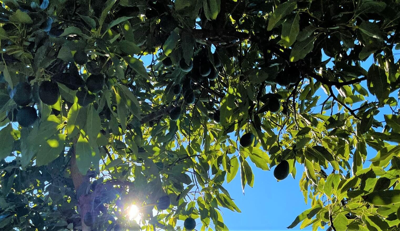 The sun shining through an avocado tree, with avocados hanging from branches