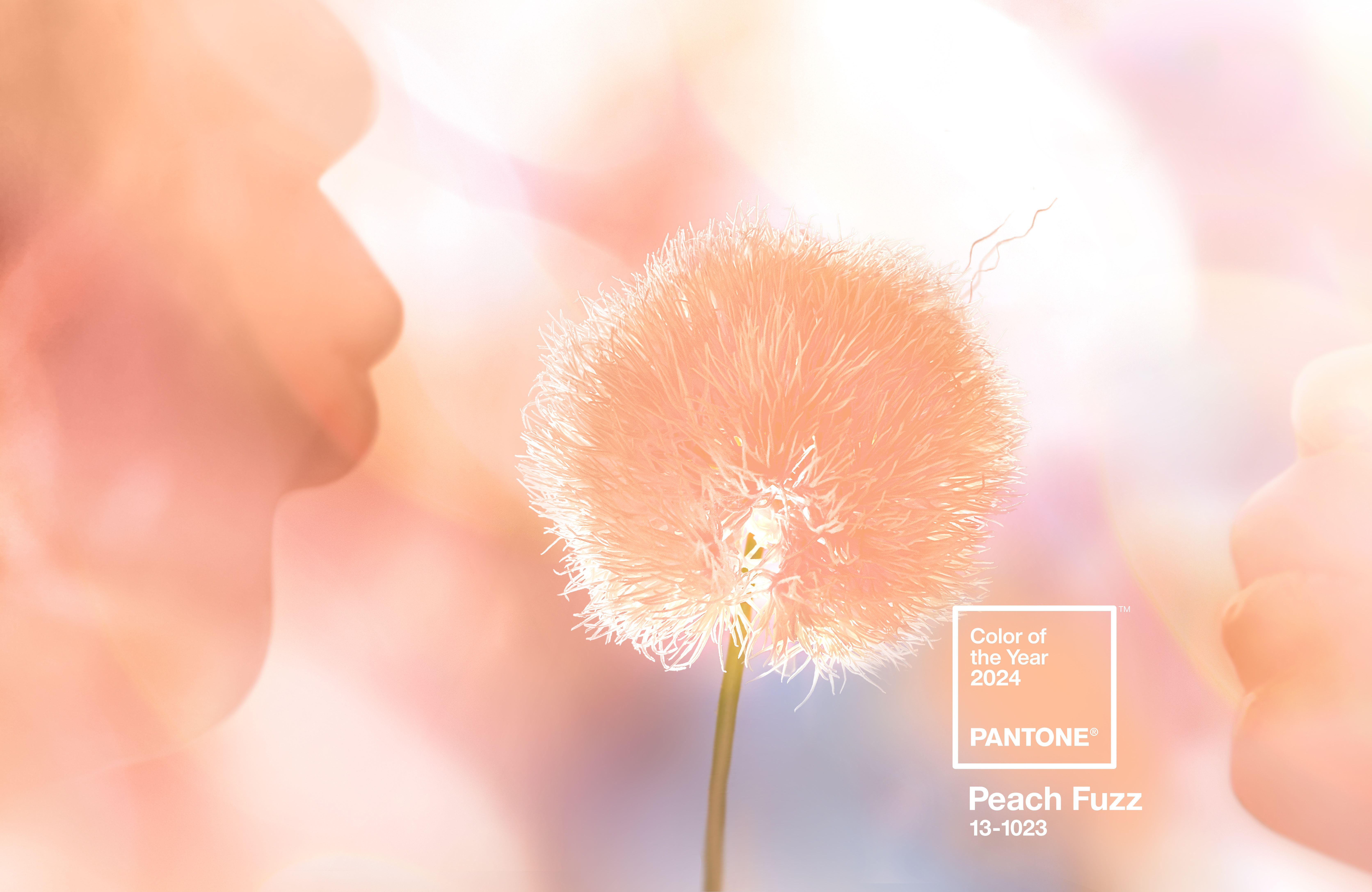 A soft-focus, peachy-hued photo of a person blowing on a dandelion pappus