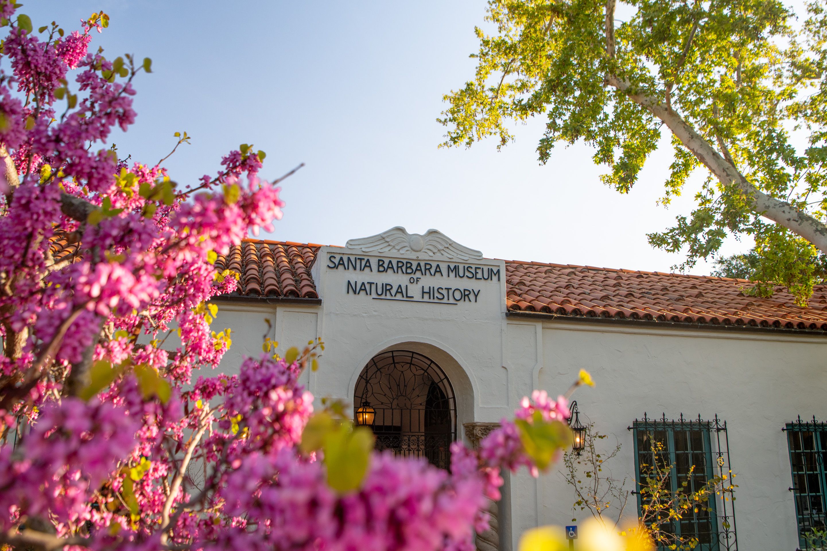 The front of the Santa Barbara Museum of Natural History with pink flowers in the foreground.
