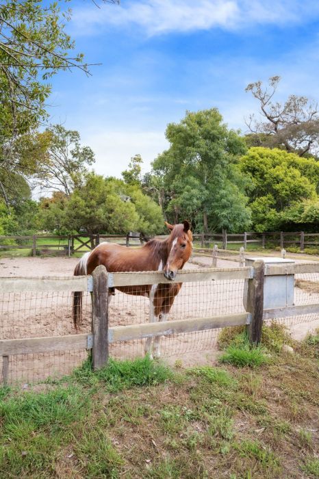 A horse in a paddock surrounded by mature trees in Santa Barbara's Hope Ranch.