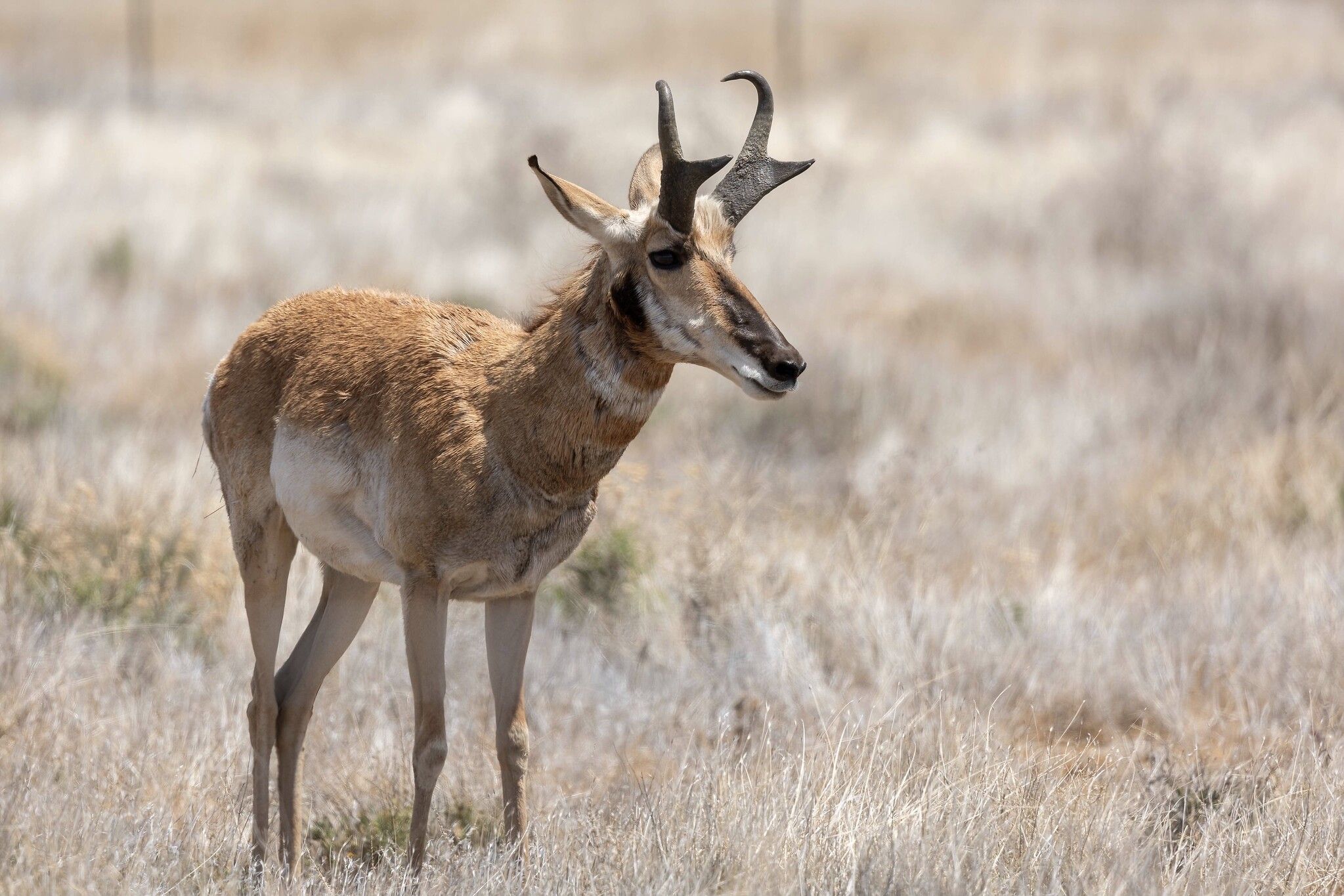 A rare horned antelope standing in a field of dry grass