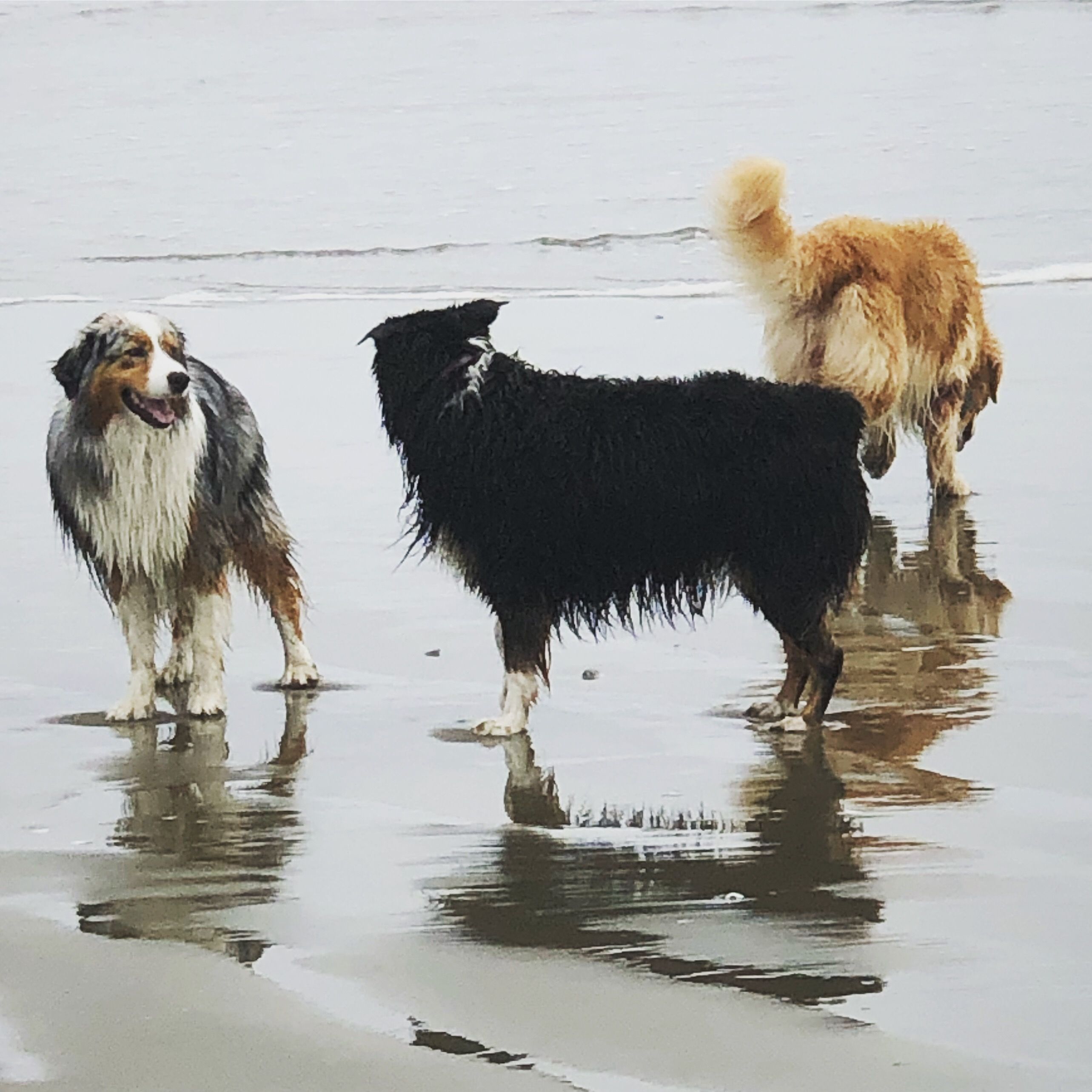 Three very wet longhaired dogs playing on the beach