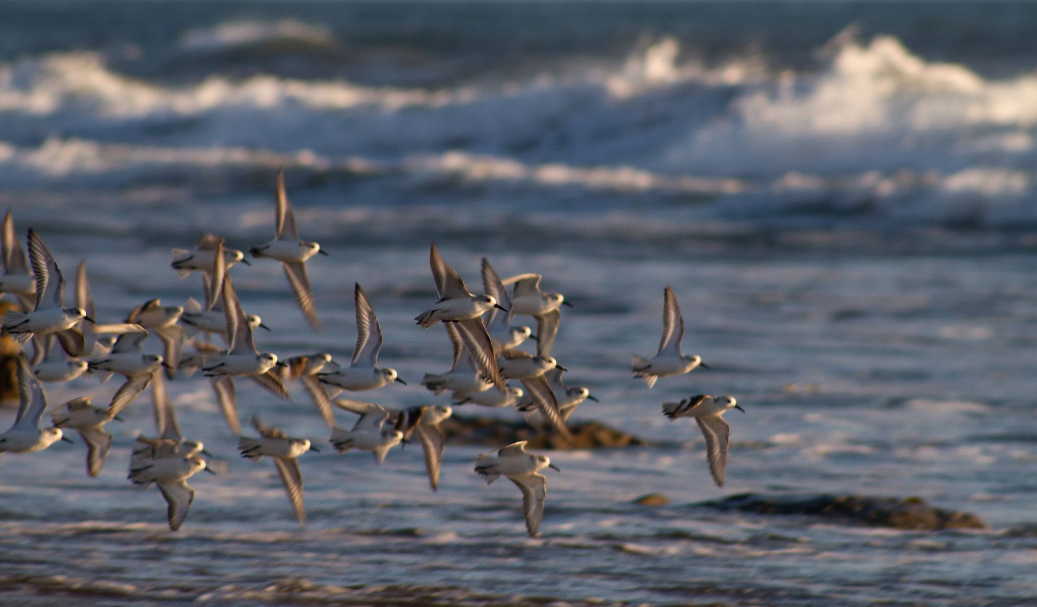 Snowy Plovers flying in the sky above the ocean in Santa Barbara