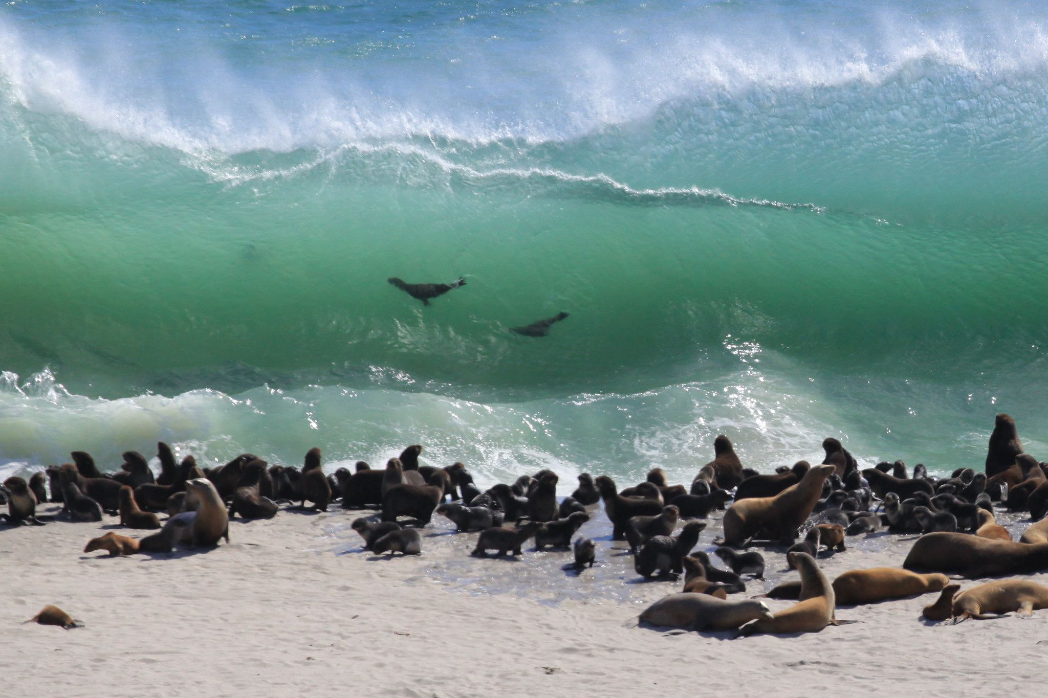 Dozens of seals on the shore in front of a large translucent blue-green swell with two seals visible through the water inside the wave