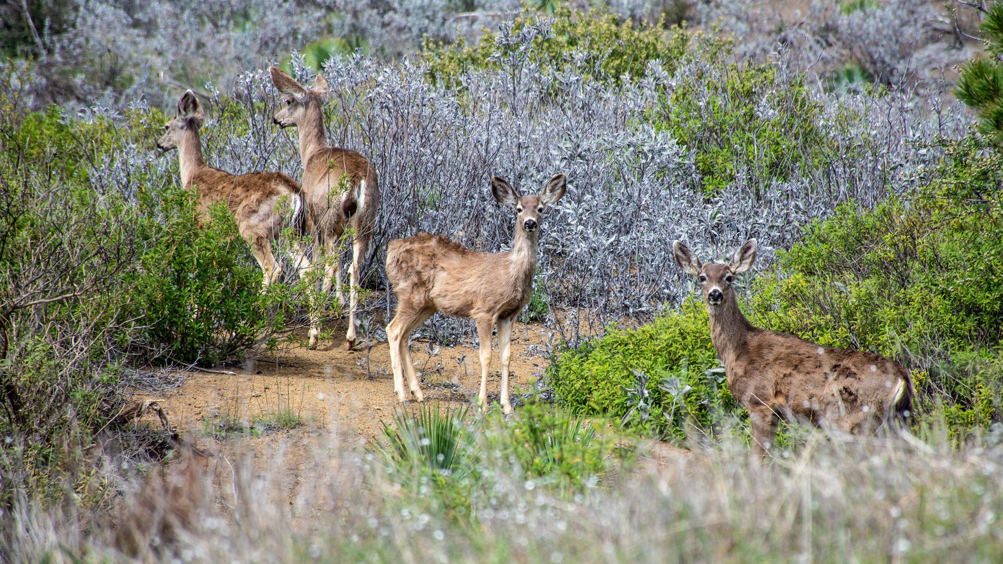 4 deer in a meadow in the Los Padres National Forest.