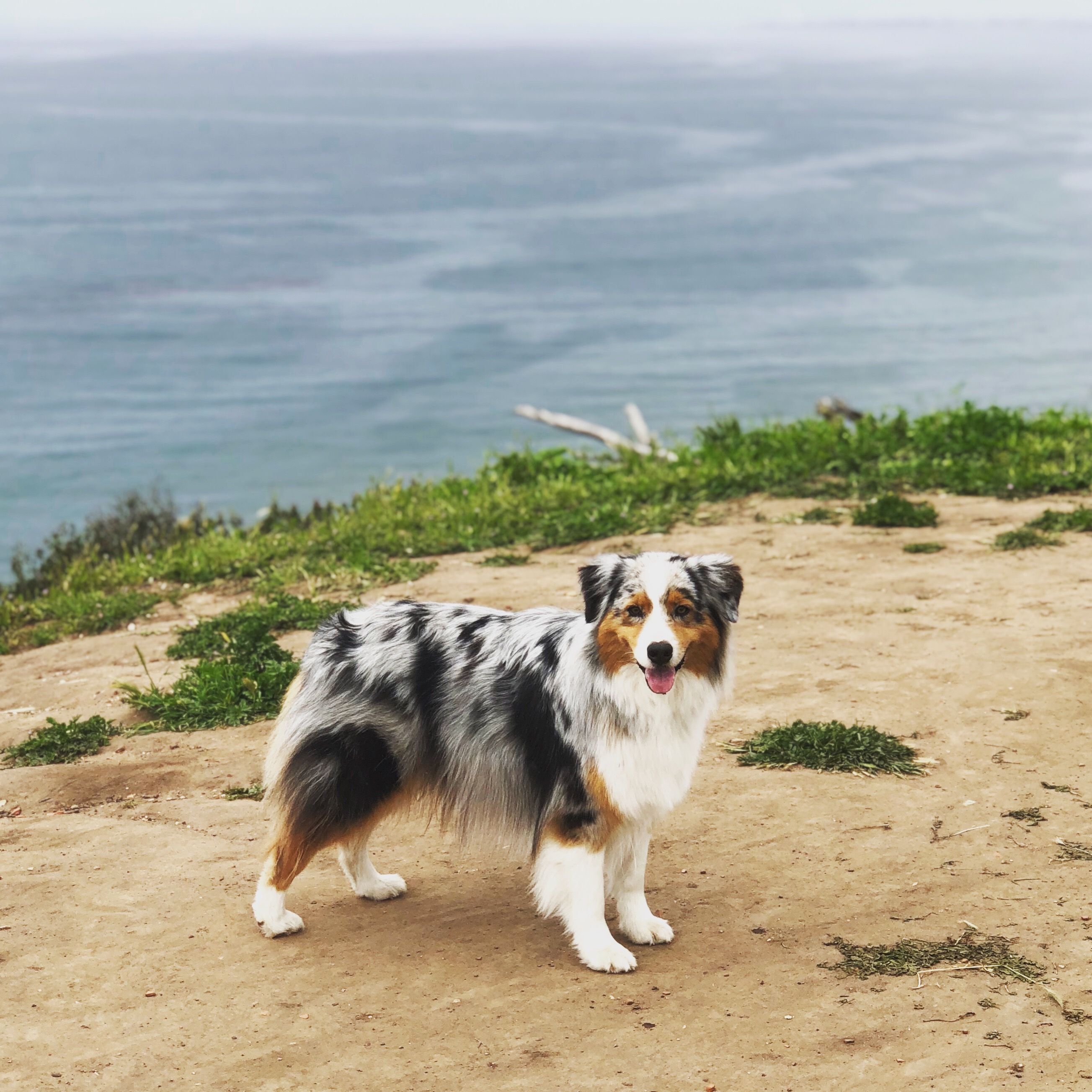 A beautiful Australian shepherd on a bluff overlooking the ocean in Santa Barbara's Douglas Family Reserve