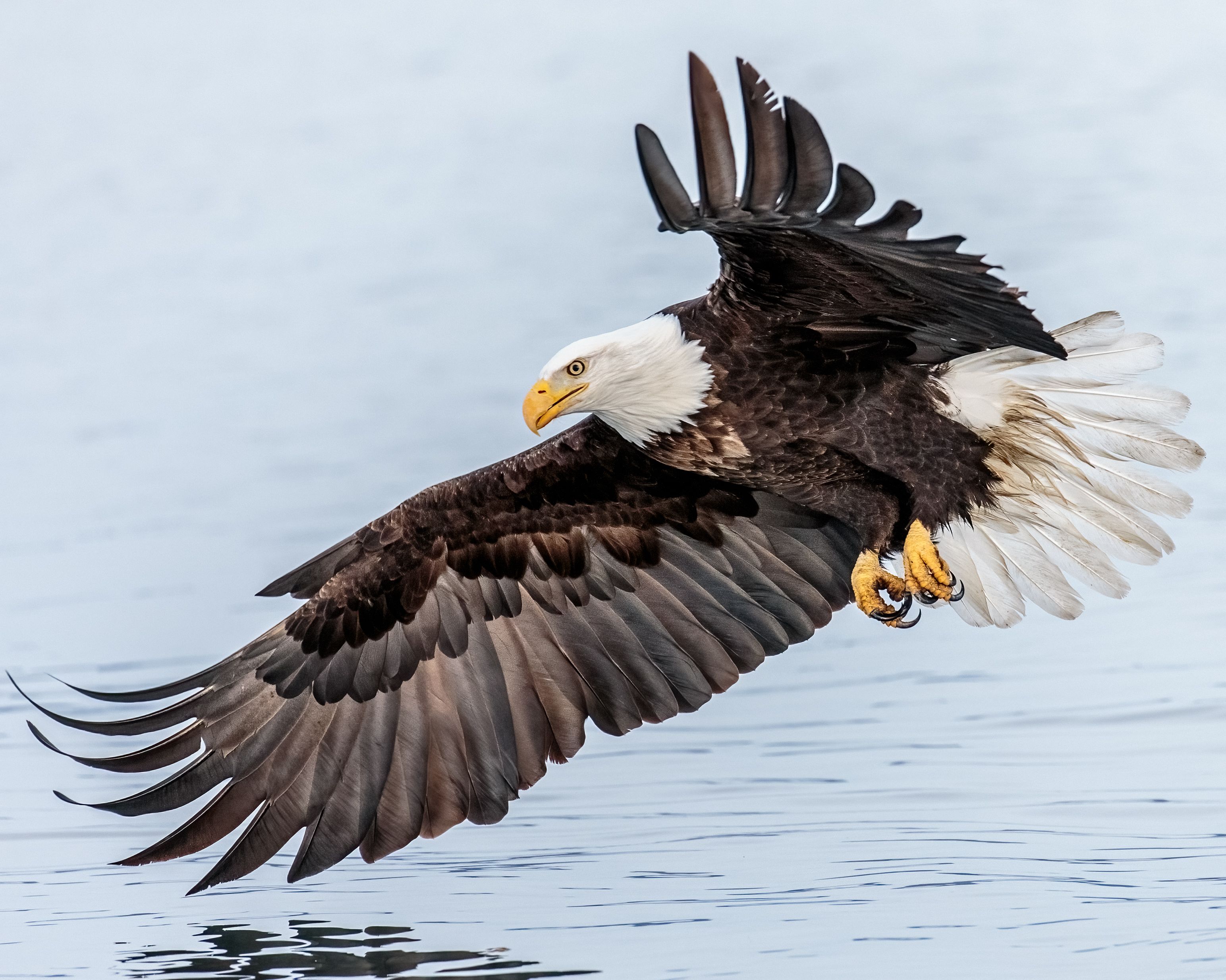 A Bald Eagle takes flight over water.