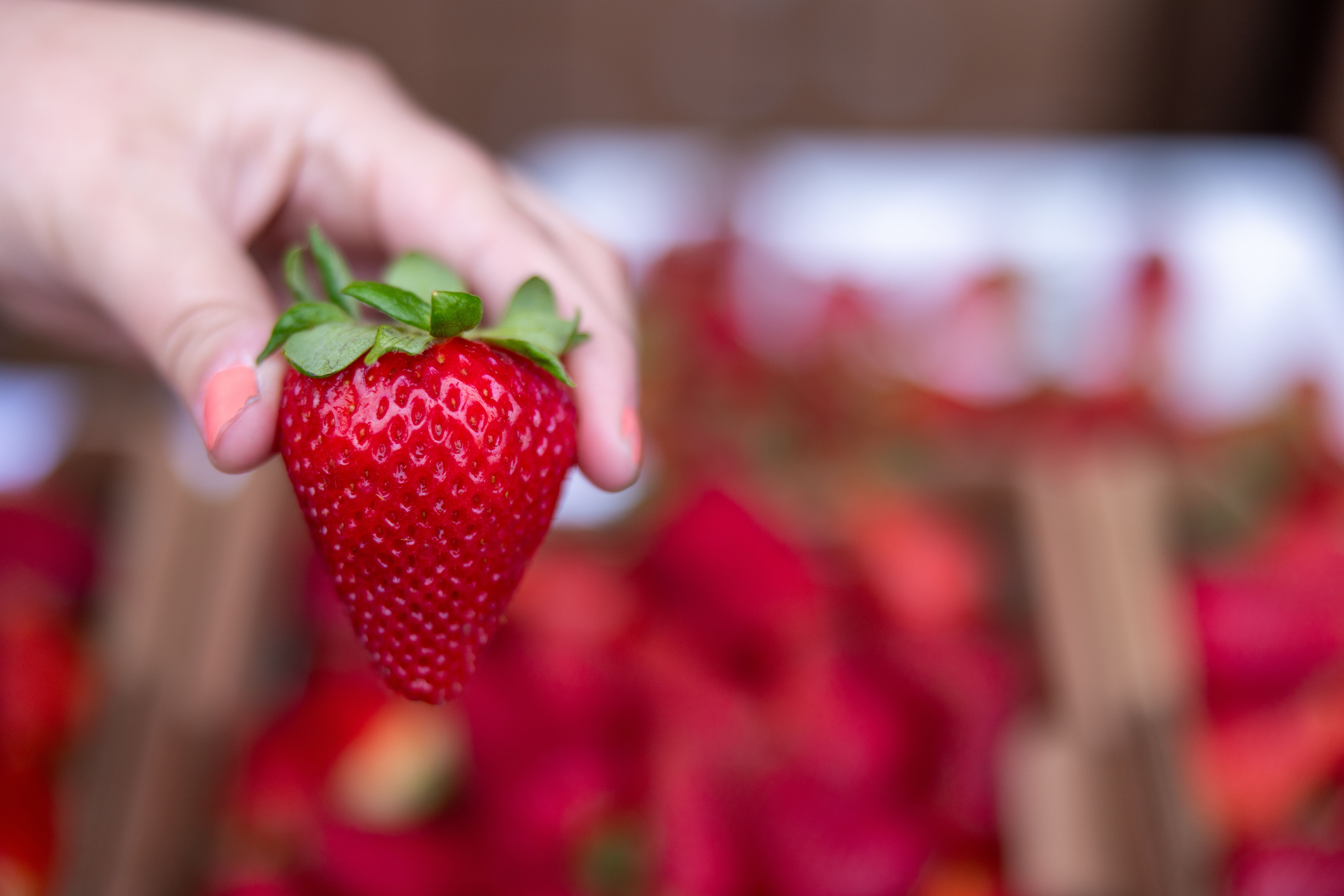 Close-up of a woman's hand holding a luscious looking bright red strawberry, with a pile of red strawberries out of focus in the background.