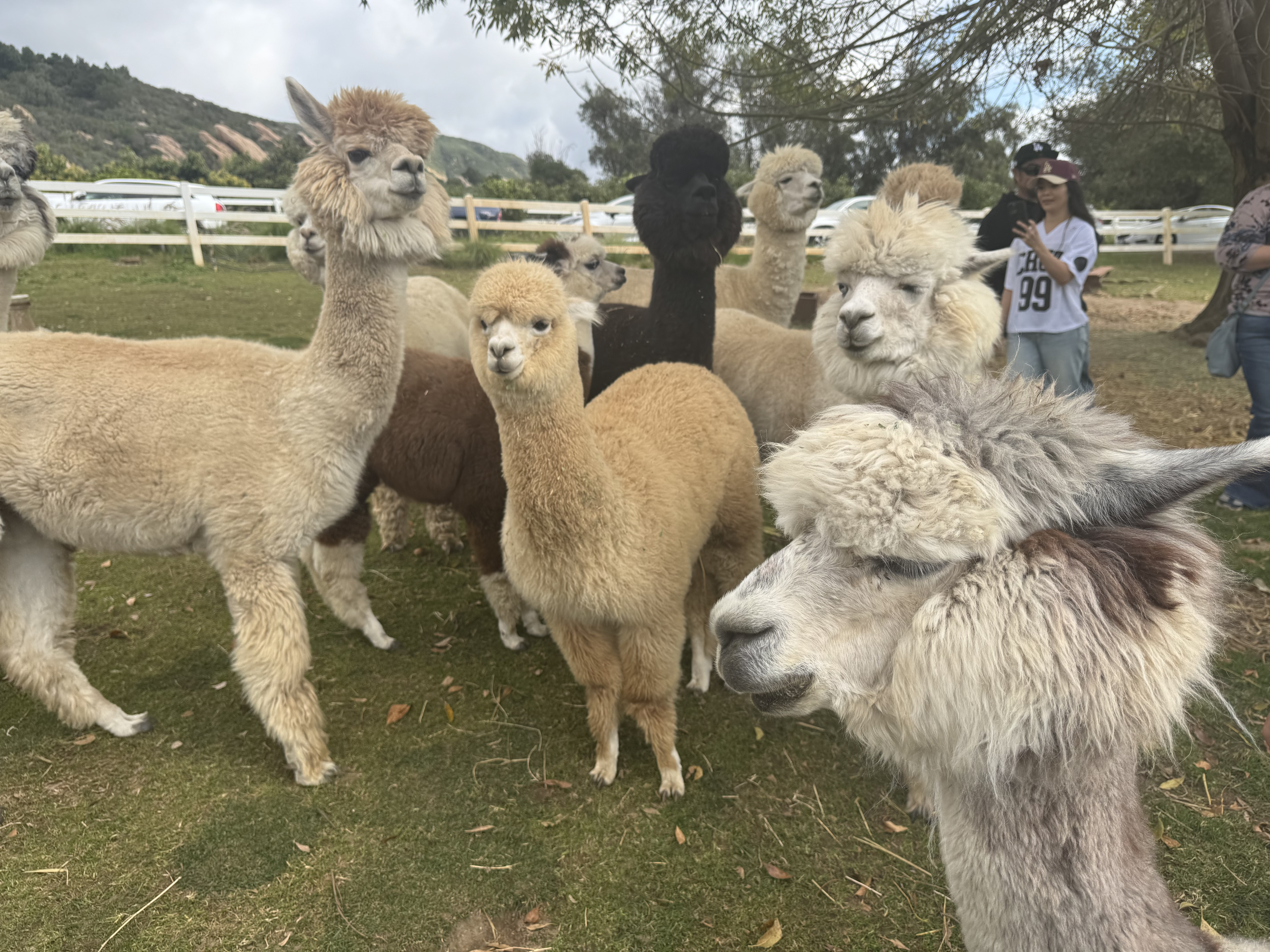 A group of Alcapas.looking toward the camera