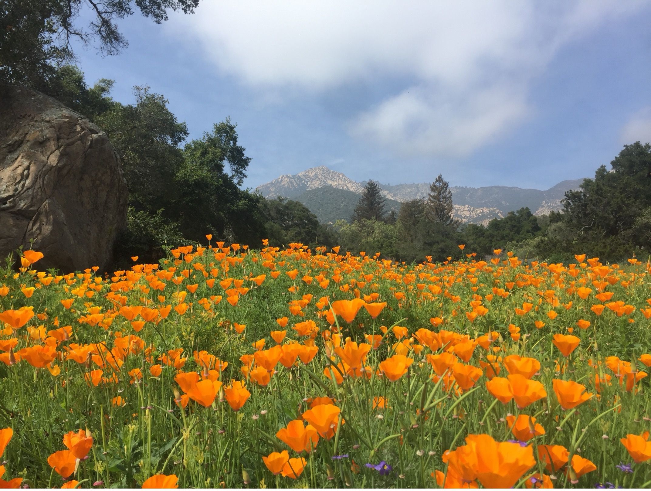 A field of California poppies with mountains in the background at the Santa Barbara Botanic Gardens in the sunshine.
