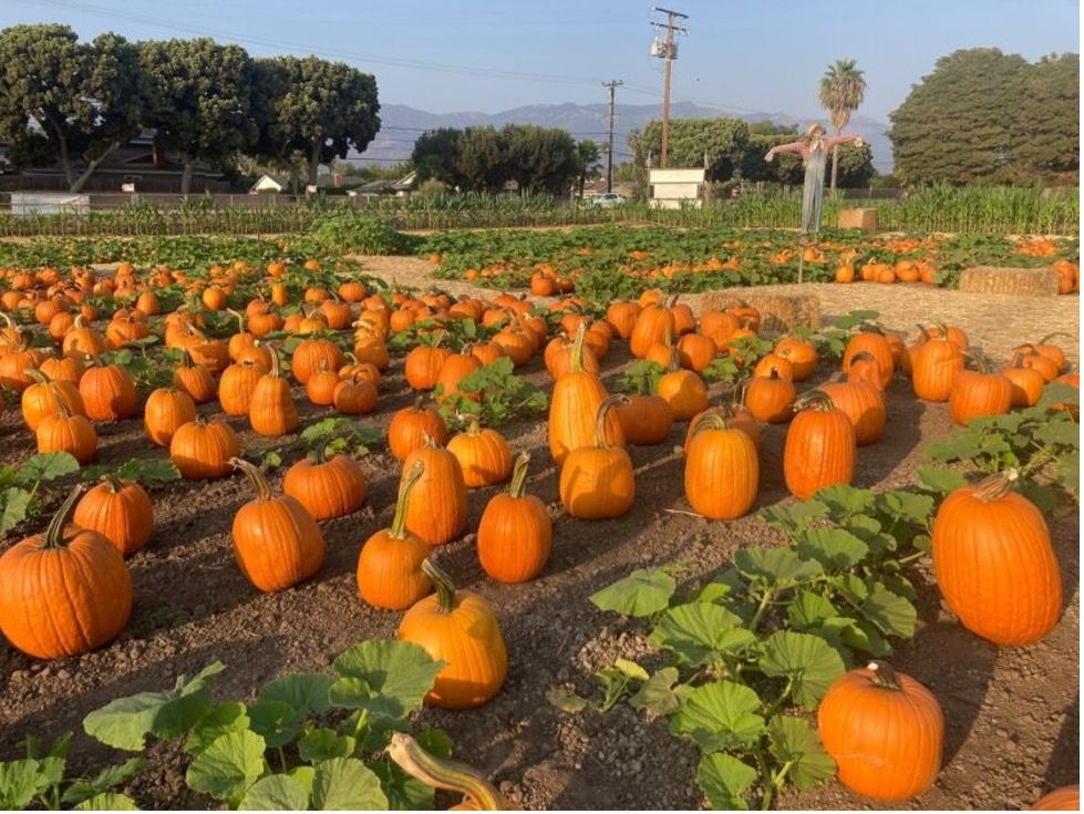 A field of pumpkins in the Lane Farms Pumpkin Patch in Santa Barbara