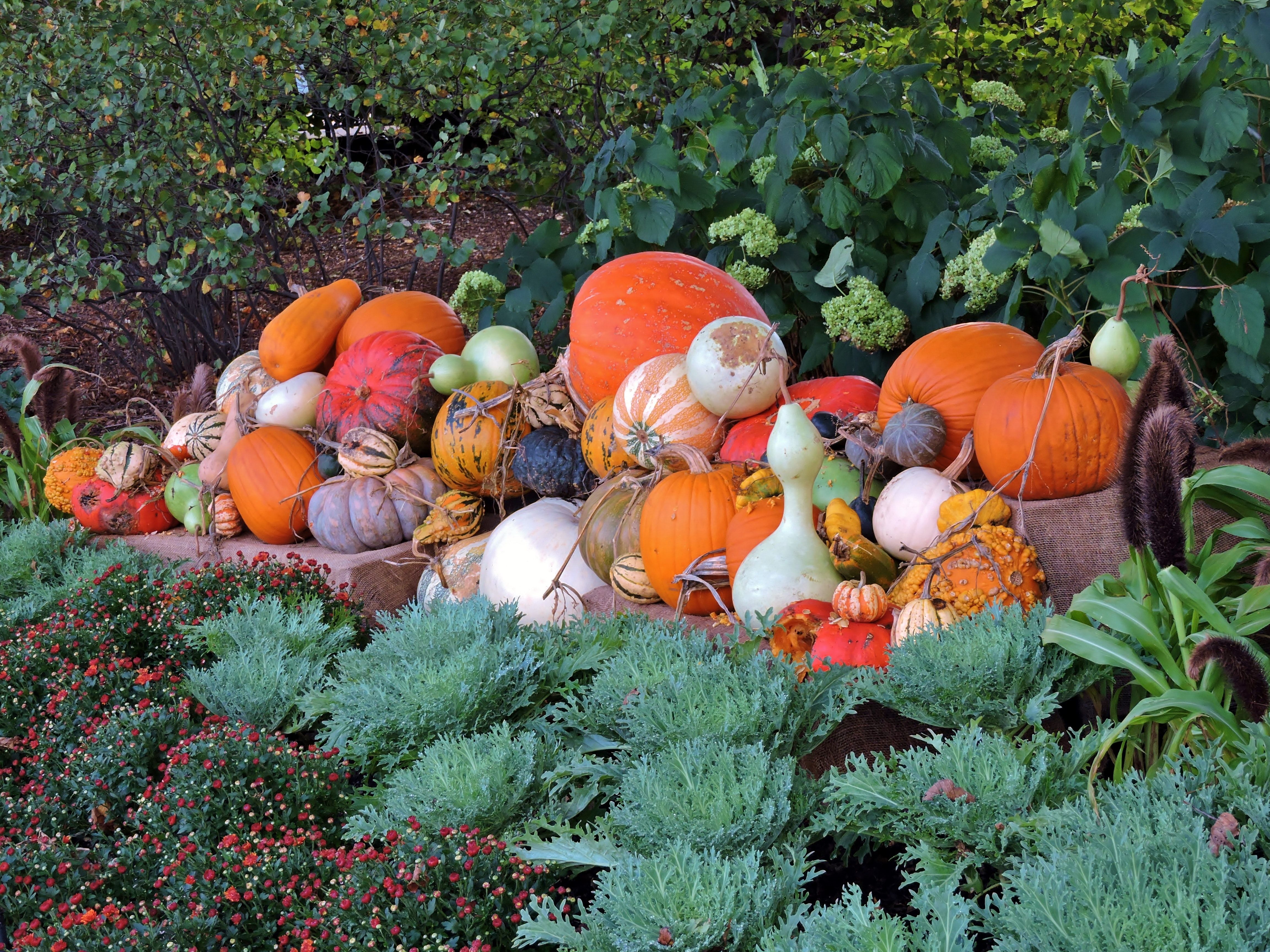 A large pile of differen color pumpkins arranged in a garden