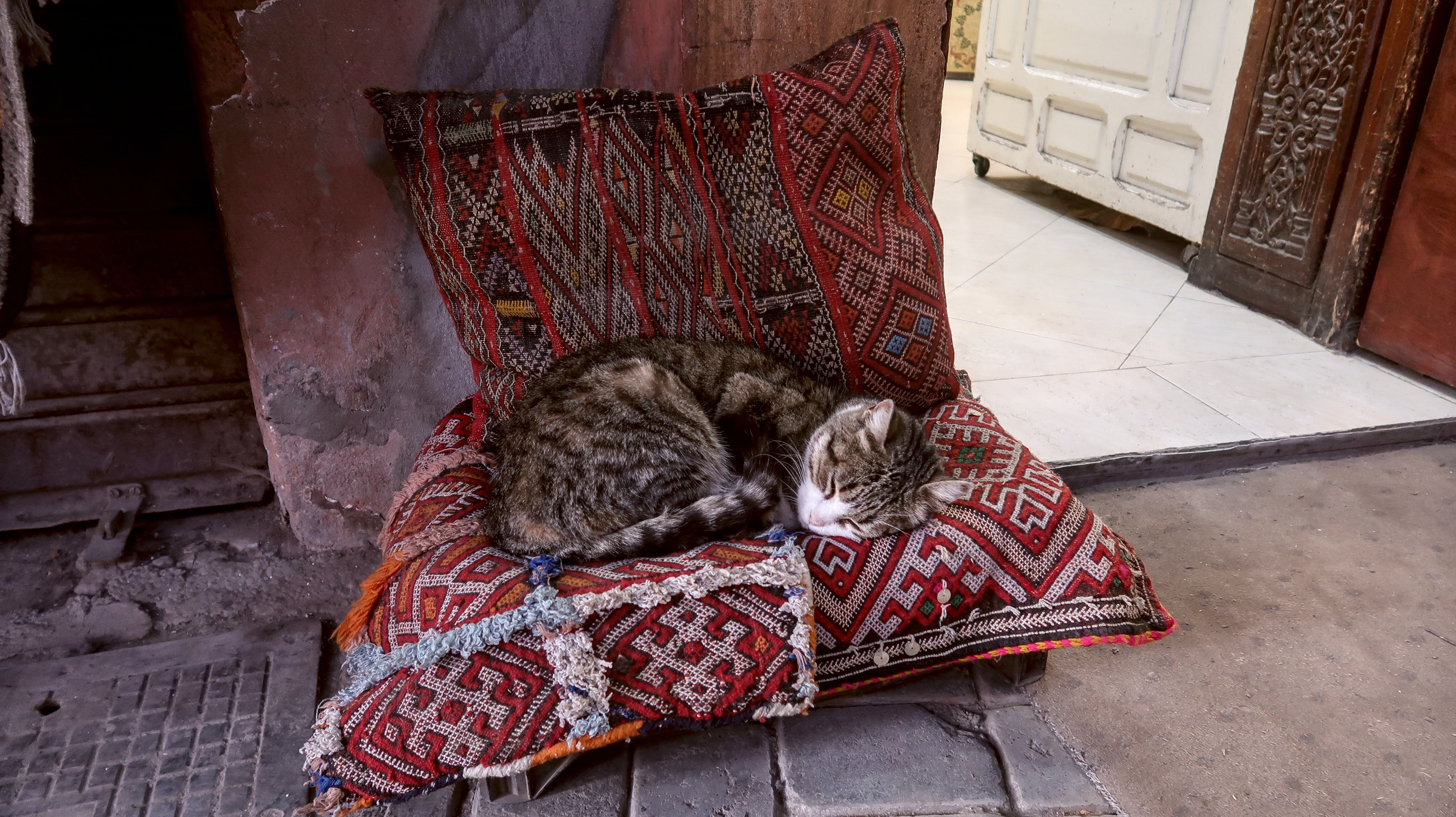 A calico cat asleep on top of moroccan inspired pillows next to a fireplace