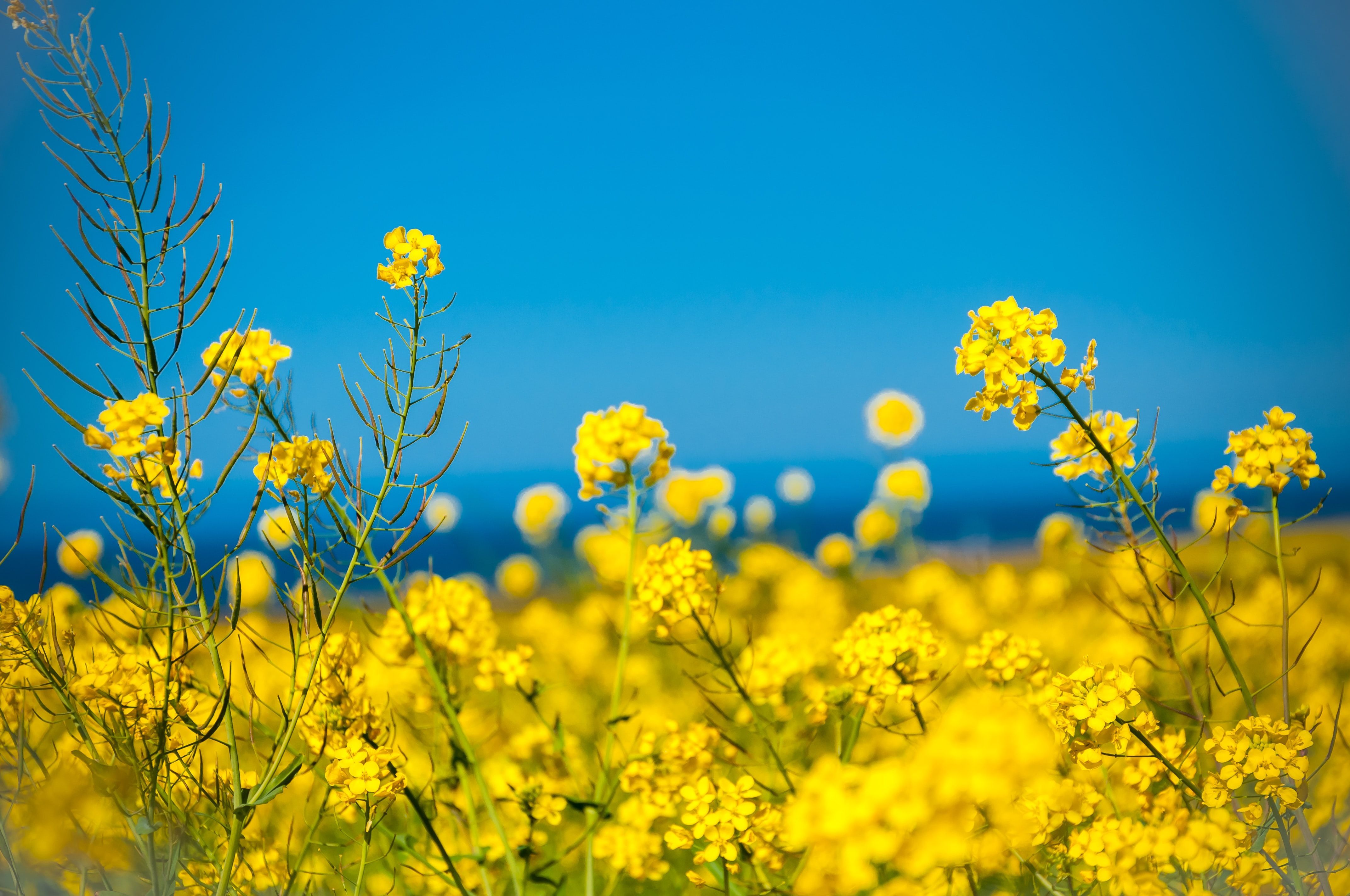 A close-up photo of a bounty of bright yellow wildflowers against a blue sky.
