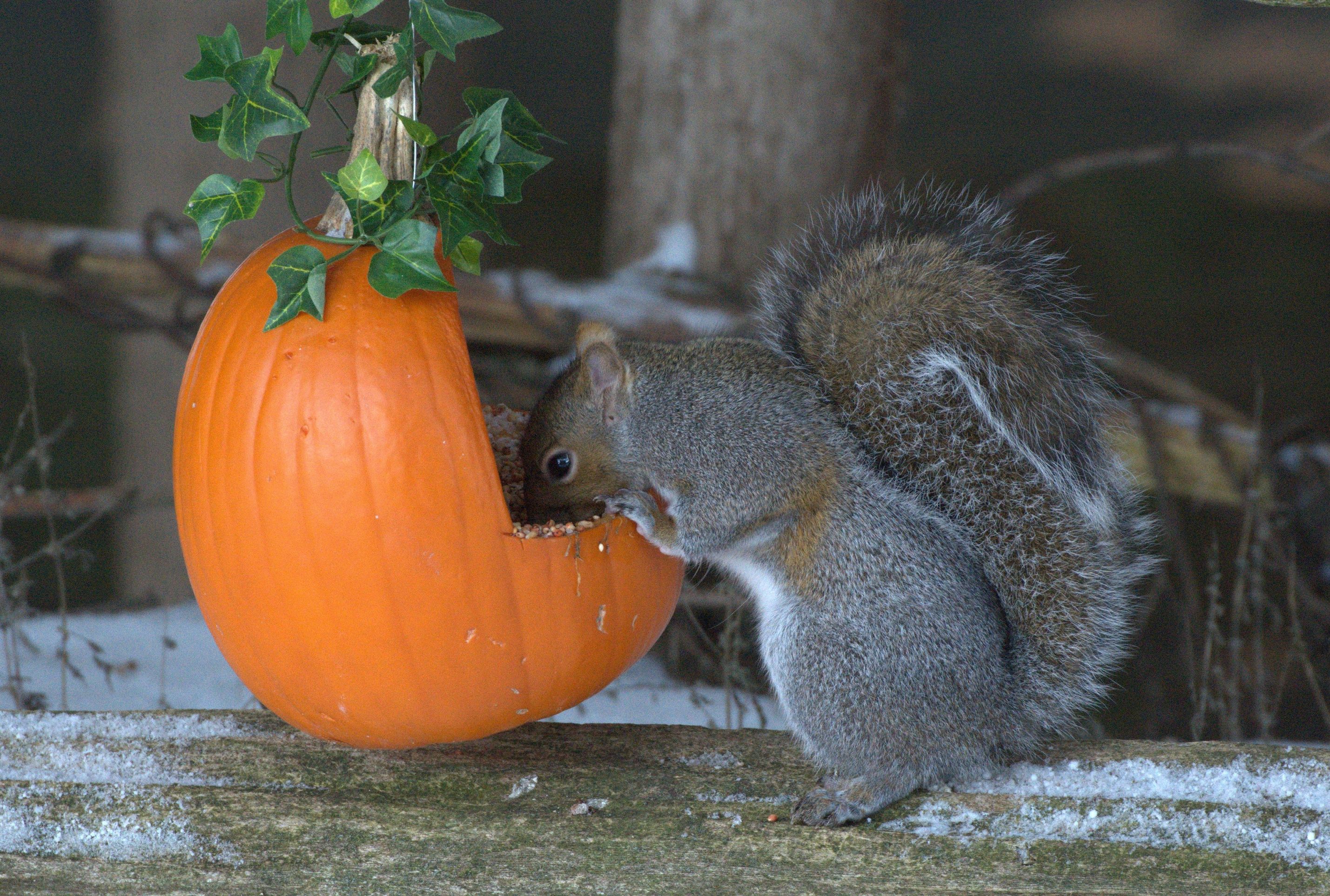 A squirrel with its face inside a carved pumpkin feasting on seeds