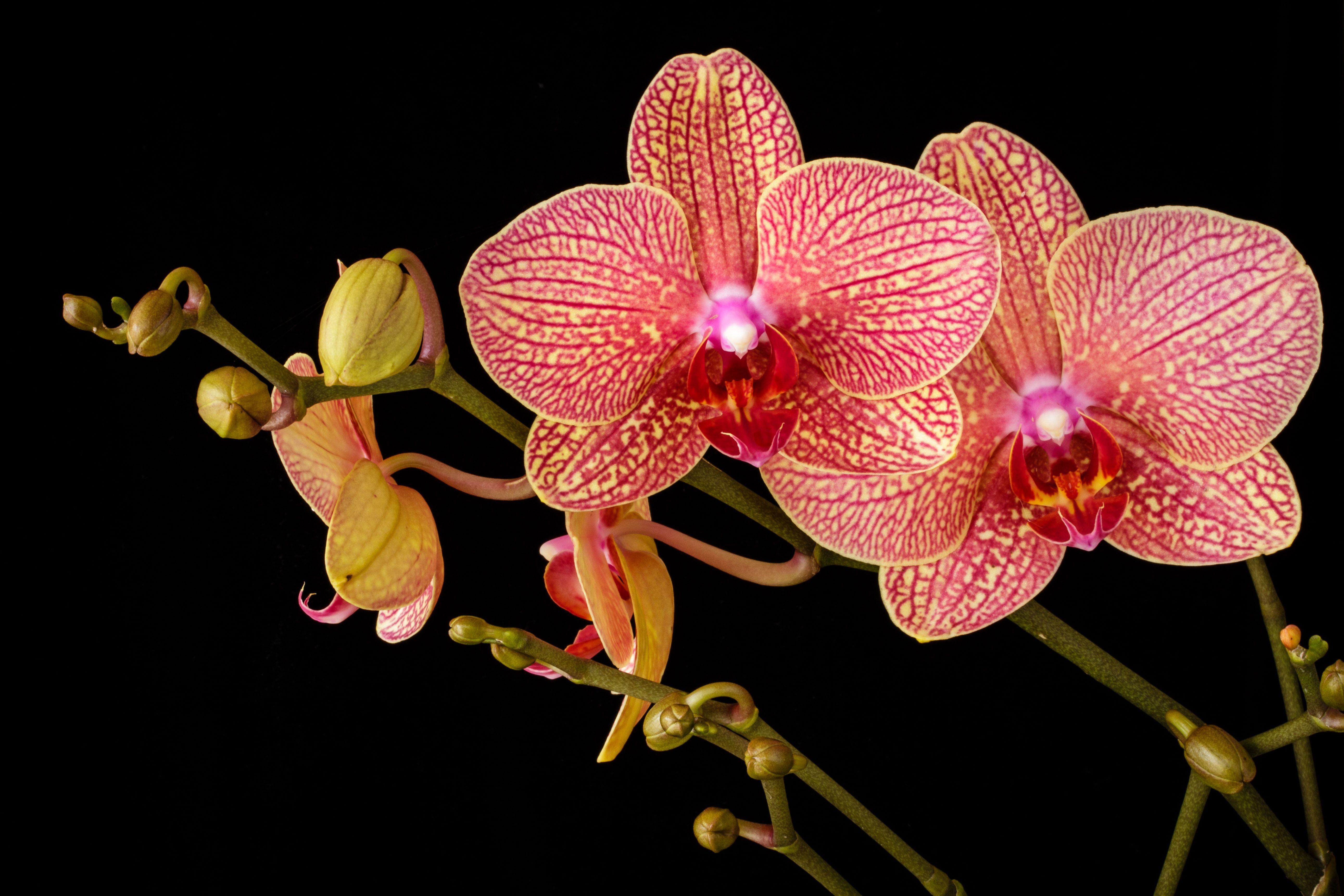 A beautiful red, pink and yellow orchid bloom against a black backdrop