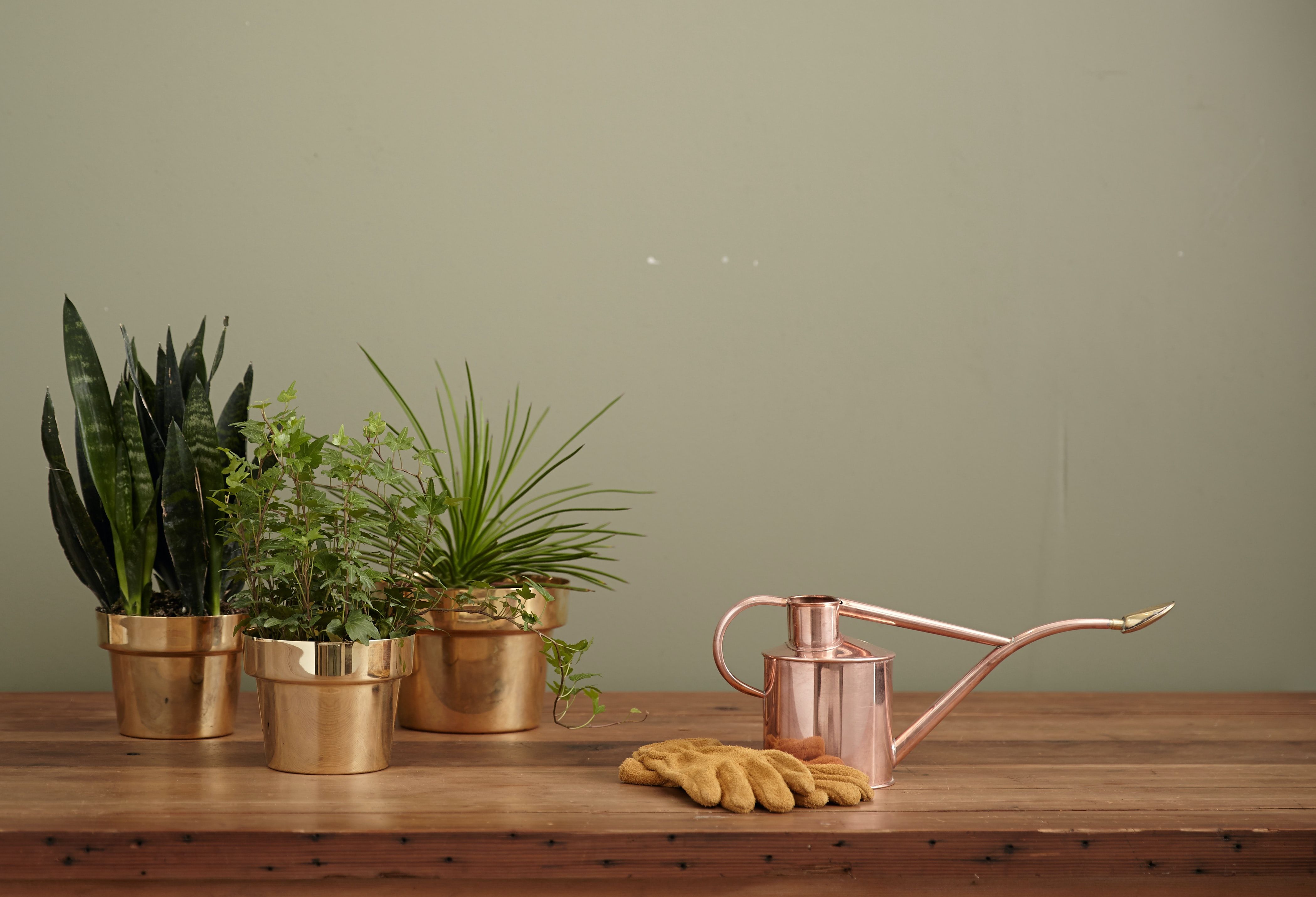 3 houseplants in copper pots, sitting on a table with a copper watering can and gardening gloves