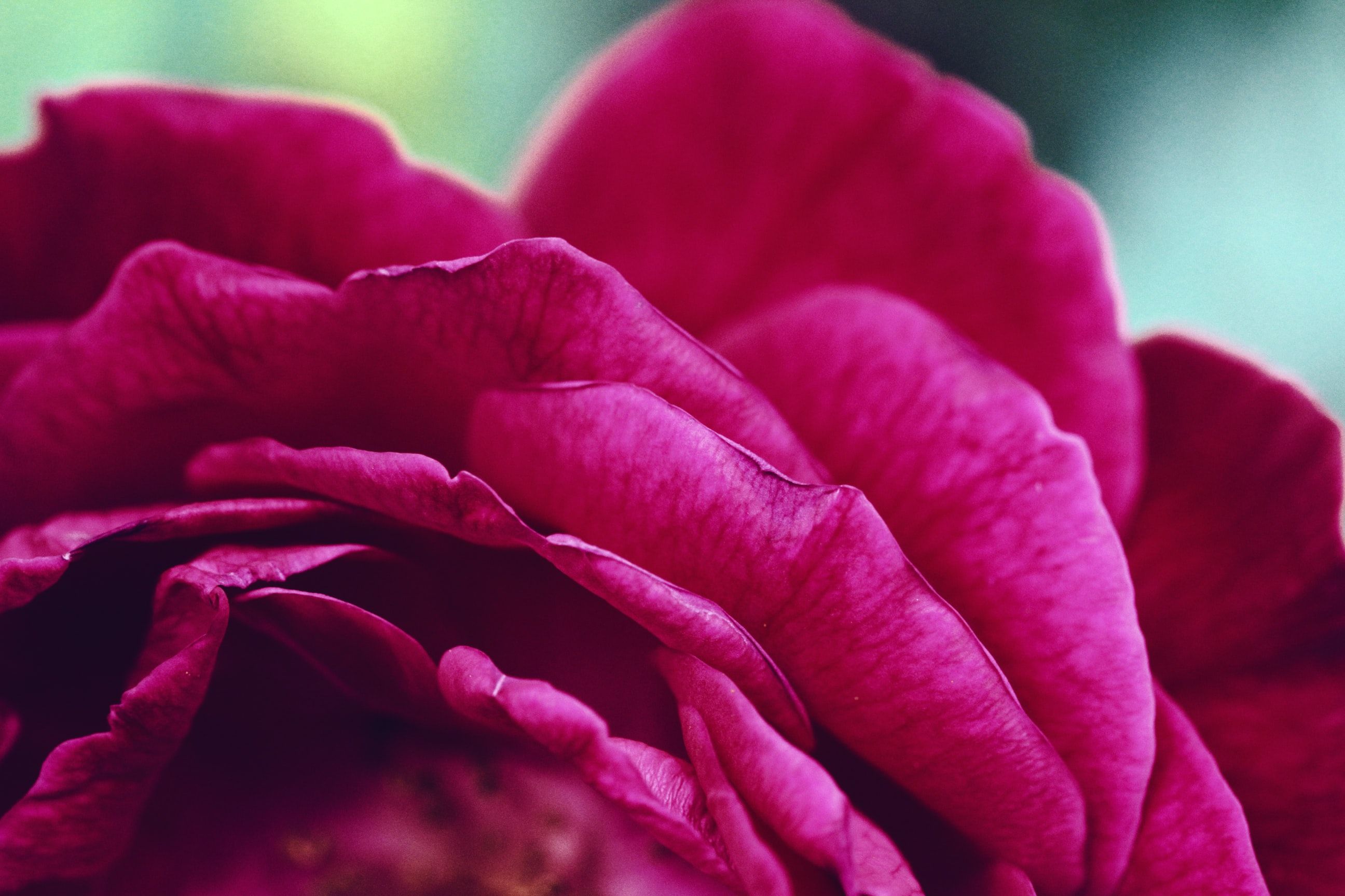 Close-up of a vibrant magenta rose bloom