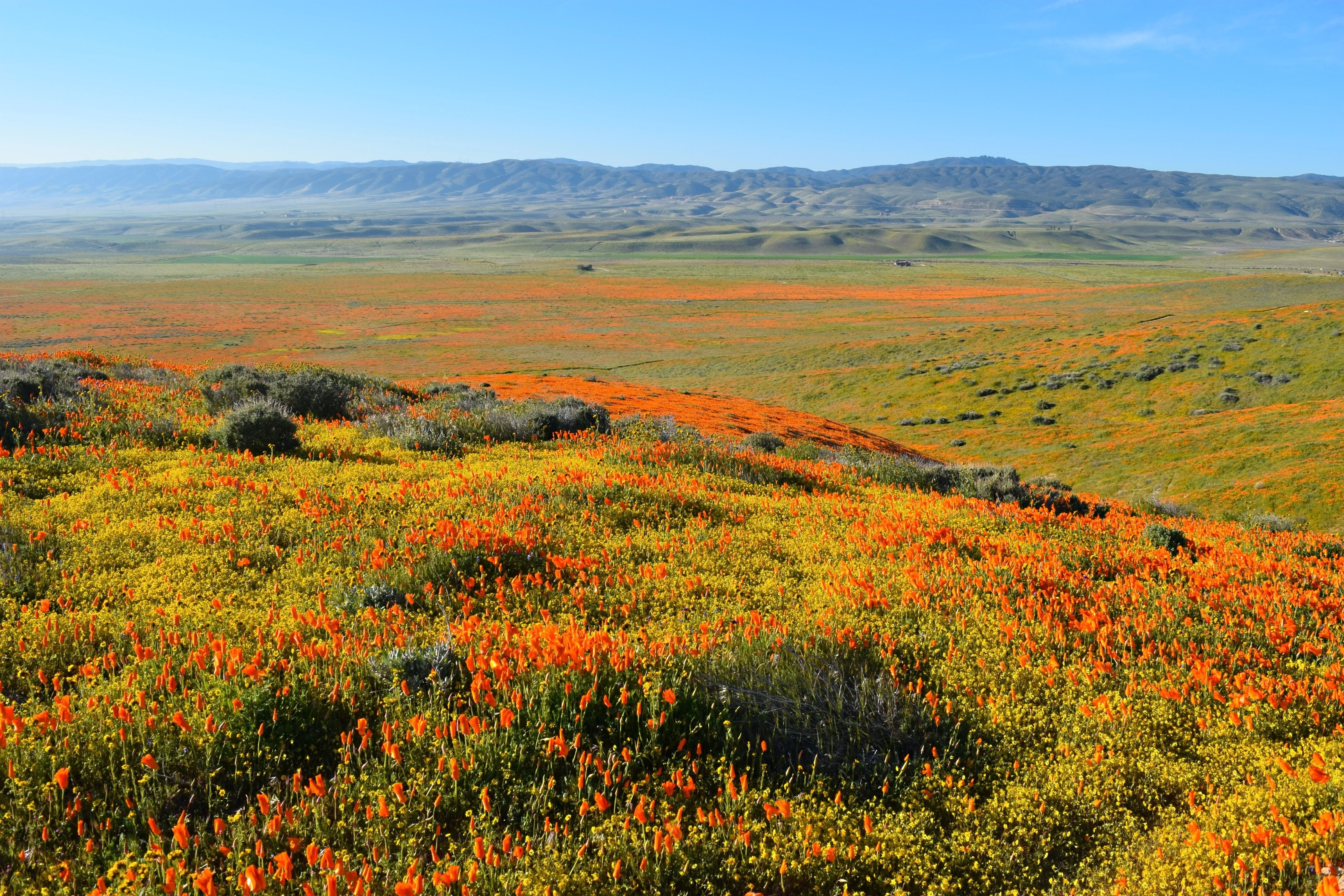 A vast field of Santa Barbara superboom of mostly California poppies with mountains in the backgroun.
