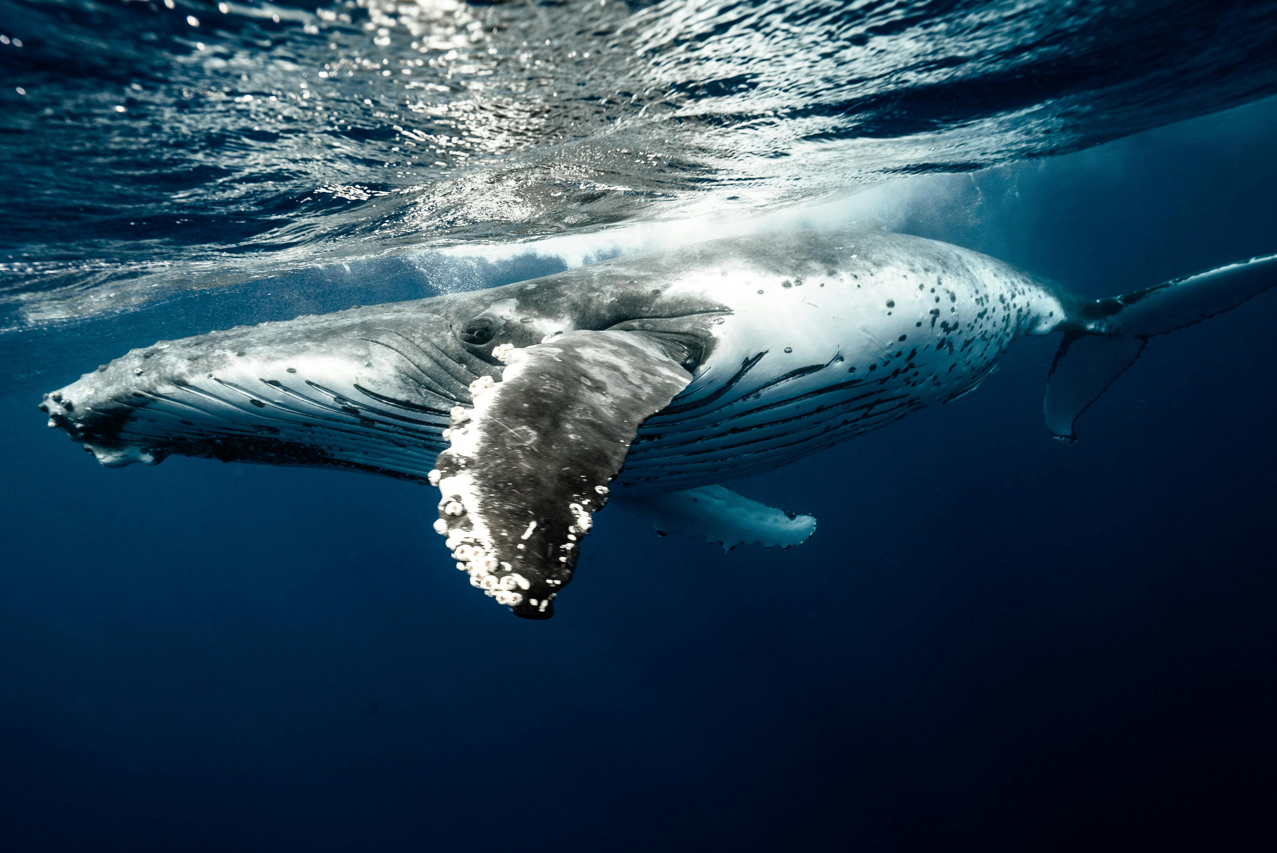 A humpback whale under the water looking at the camera.