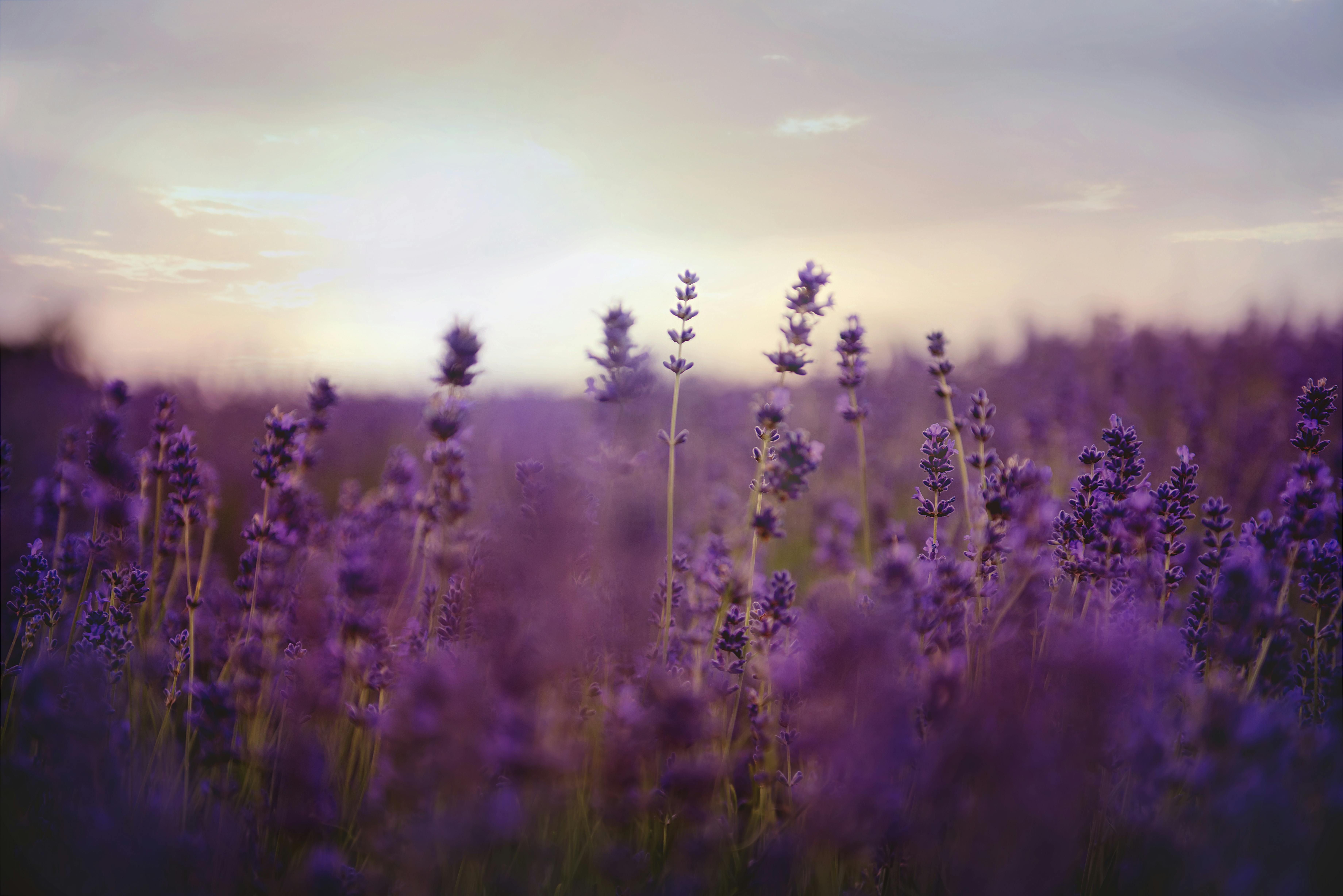 Close-up of lavender growing in a field, with sunset behind it.